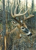 Load image into Gallery viewer, Cobble Hill 1000pc &quot;White-tailed Deer&quot; Puzzle
